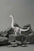 Brachiosaurus - Kit en carton Assembli Hammered Silver