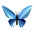 Birdwing Butterfly - Kit insecte en carton Assembli 