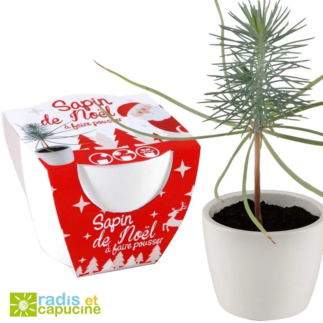 Sapin de Noël - Mini kit céramique 8 cm épicéa Radis et Capucine 