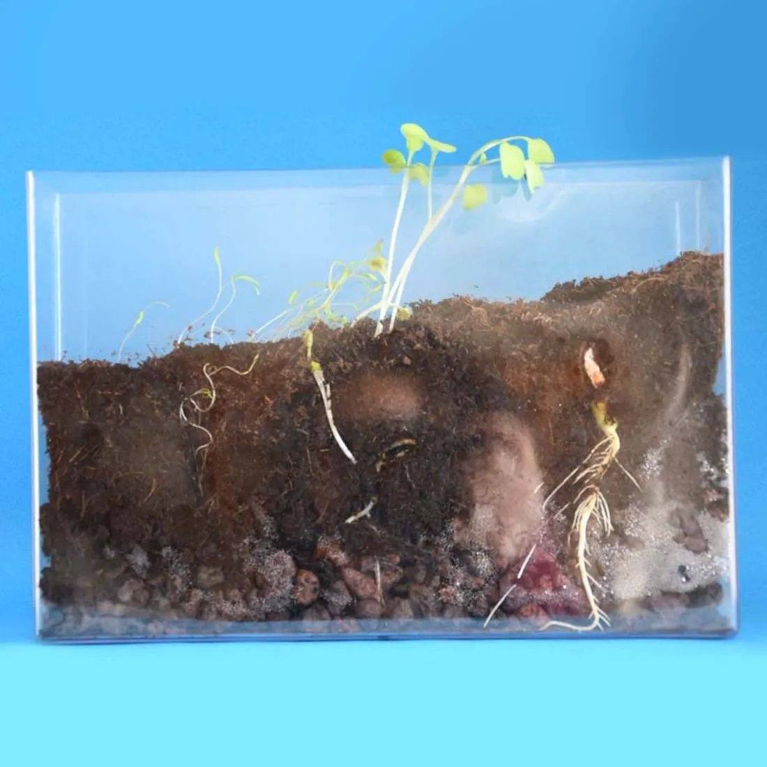 Vivarium - Kit activités nature