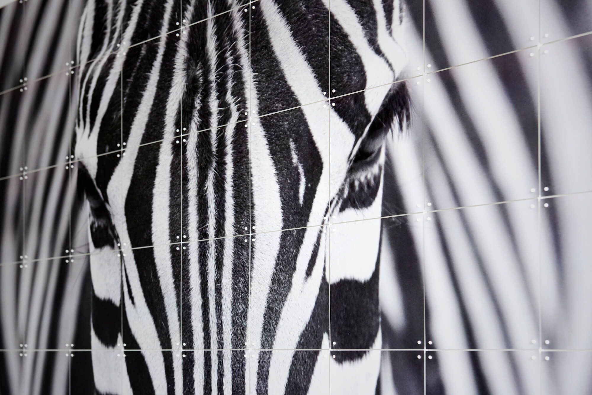 Zebra - Décoration murale IXXI 
